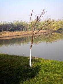 20101120 芦苇荡 沙家浜