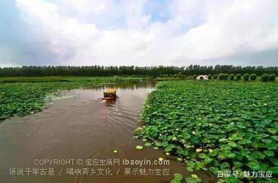 我在宝应荷园等你:接天莲叶无穷碧,映日荷花别样红