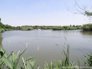 游走在沙家浜湿地公园 一次心灵的自然之旅