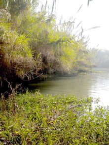 沙家浜芦苇荡 自然与历史的诗意交融