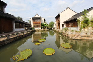 秋风起蟹脚痒，阳澄湖沙家浜两日寻味游